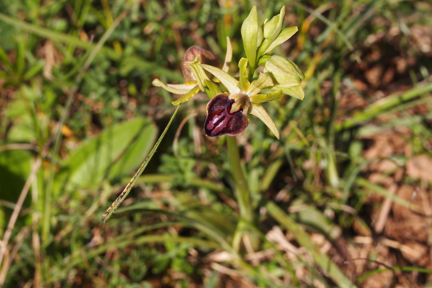Orchid, Passion plant